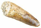 Fossil Spinosaurus Tooth - Real Dinosaur Tooth #305795-1